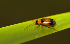 Phyllobrotica quadrimaculata
