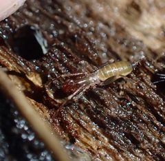 Hubbardia pentapeltis