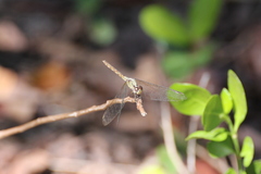 Erythrodiplax umbrata