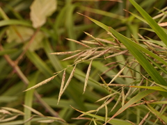 Brachypodium pinnatum