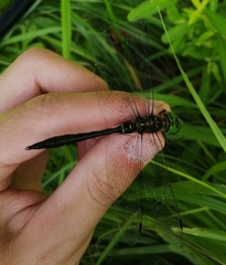 Somatochlora viridiaenea