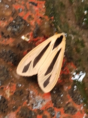 Creatonotos gangis-interrupta agg