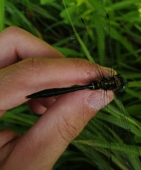 Somatochlora viridiaenea