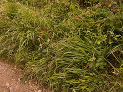 Brachypodium pinnatum
