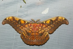 Antheraea larissa