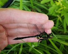 Somatochlora viridiaenea