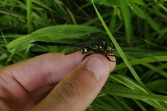 Somatochlora viridiaenea