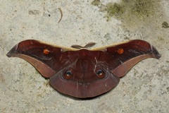 Antheraea assamensis