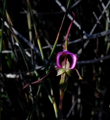 Disperis capensis