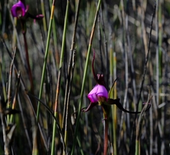 Disperis capensis