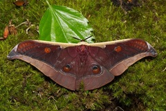 Antheraea assamensis