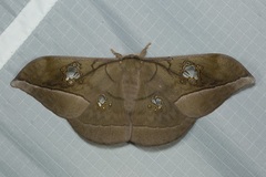 Antheraea rosieri