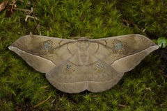 Antheraea rosieri