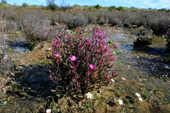 Lampranthus aduncus
