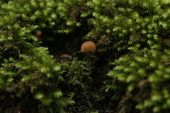 Fungi