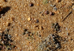 Anacampseros comptonii