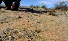 Anacampseros comptonii