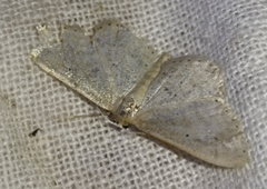 Idaea sylvestraria