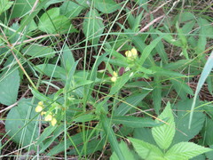 Lysimachia lanceolata