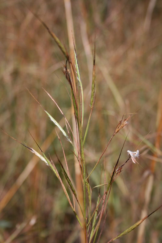 Andropogon fastigiatus