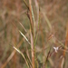 Andropogon fastigiatus - Photo (c) Marco Schmidt, some rights reserved (CC BY-NC-SA), uploaded by Marco Schmidt