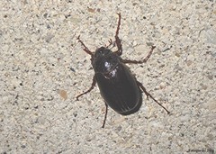 Phyllophaga rugosa