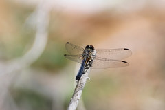 Pachydiplax longipennis