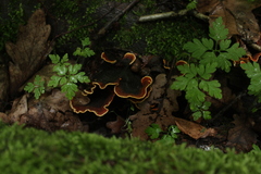 Fungi