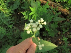 Parthenium hispidum