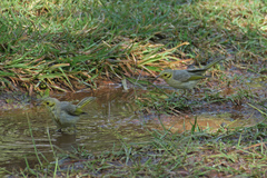 Ptilotula flavescens