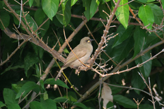 Stomiopera unicolor