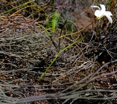 Oxalis oligophylla