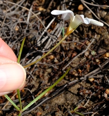 Oxalis oligophylla