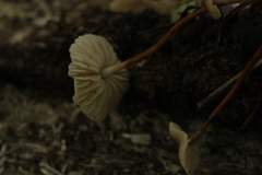 Fungi