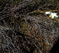Oxalis oligophylla