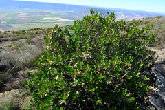 Hyaenanche globosa