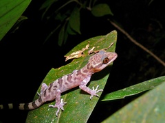 Cyrtodactylus baluensis