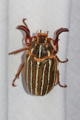 Polyphylla crinita