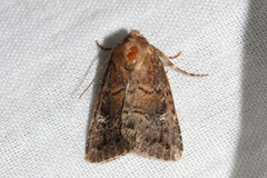 Pseudorthodes irrorata