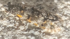 Tineidae clade b