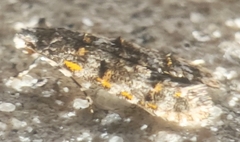 Tineidae clade b