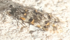 Tineidae clade b