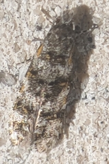 Tineidae clade b