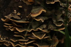 Fungi