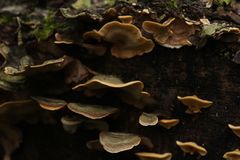 Fungi