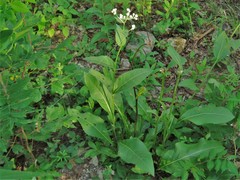 Parthenium hispidum