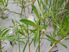 Salix pellita