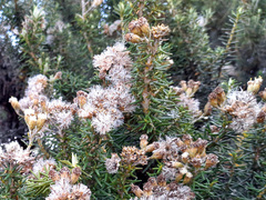 Ozothamnus turbinatus