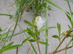 Salix pellita