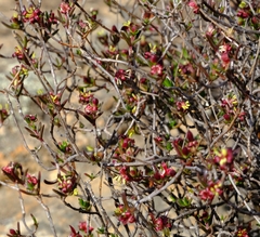 Nenax coronata